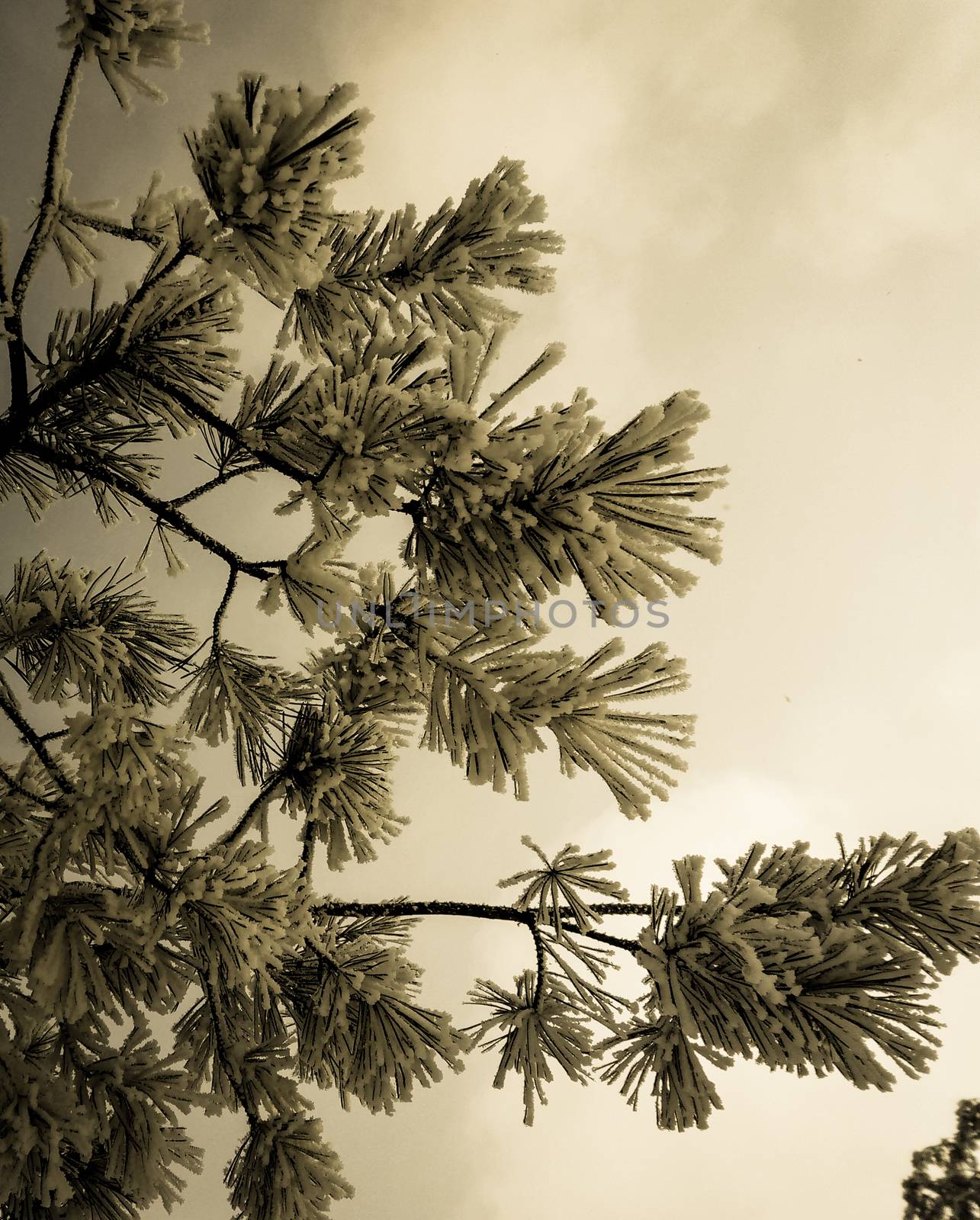 spruce branch covered with hoarfrost against the sky retro