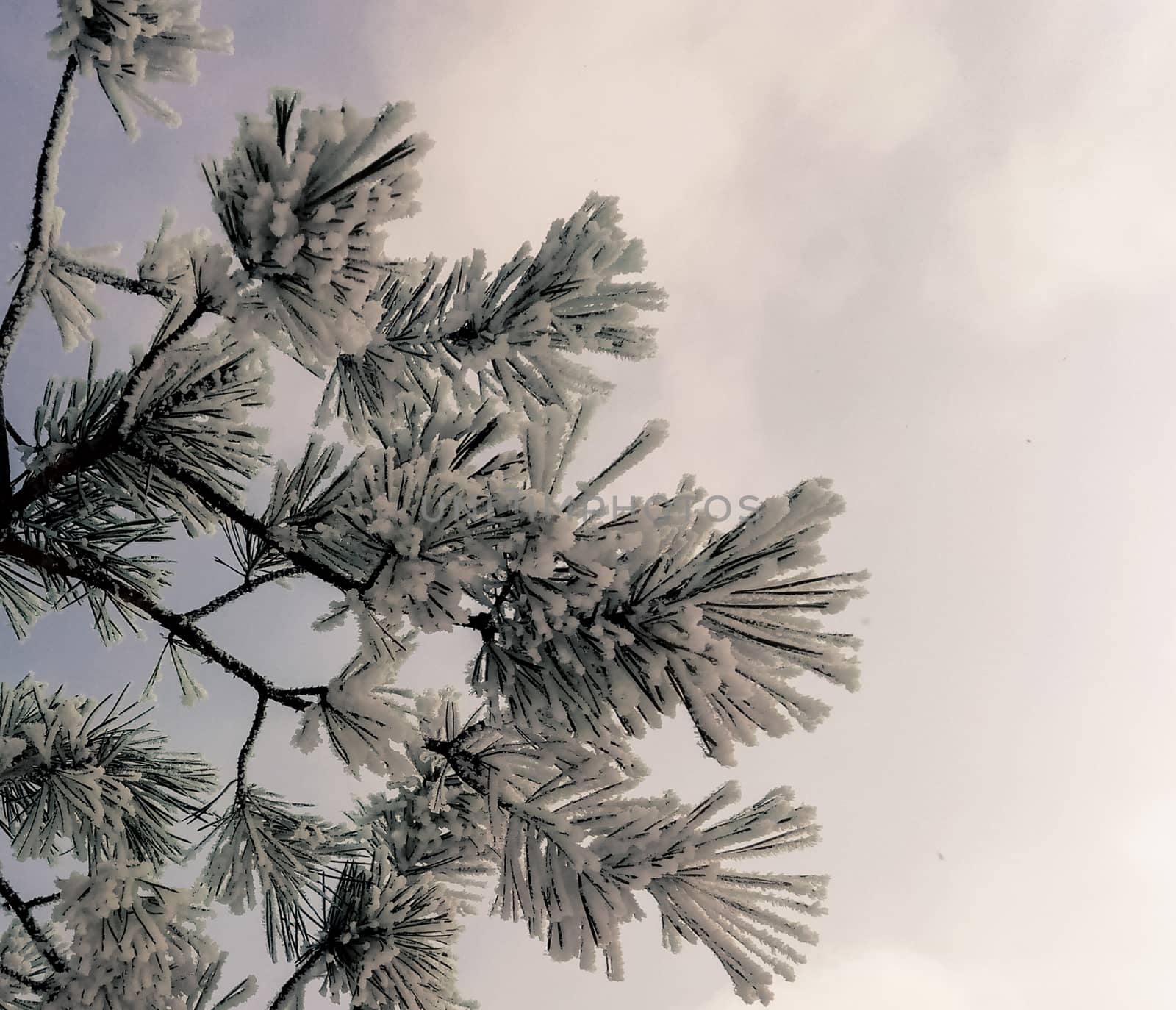 spruce branch covered with hoarfrost against the sky