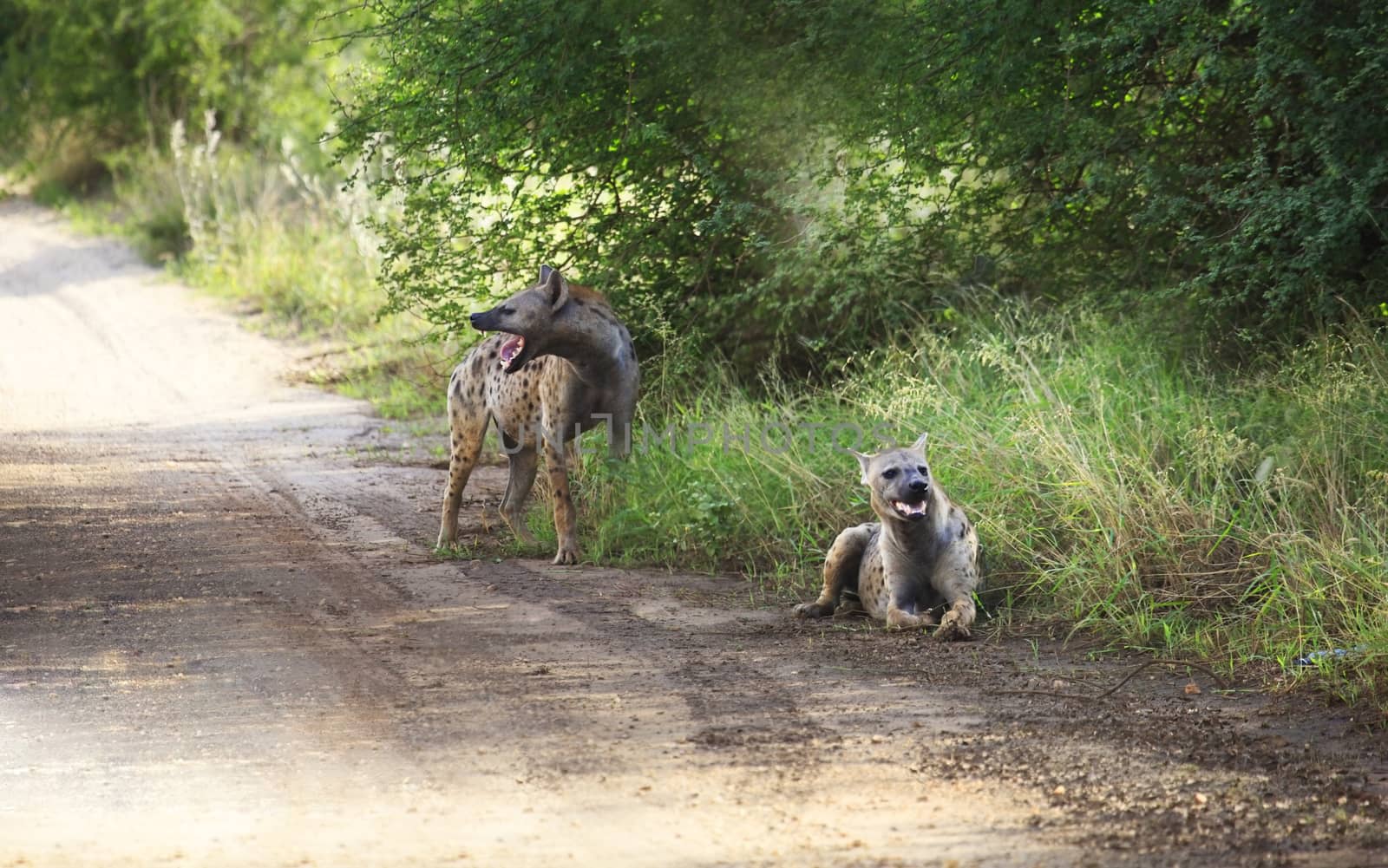 Spotted hyenas (Crocuta crocuta) standing among grasses, South Africa.