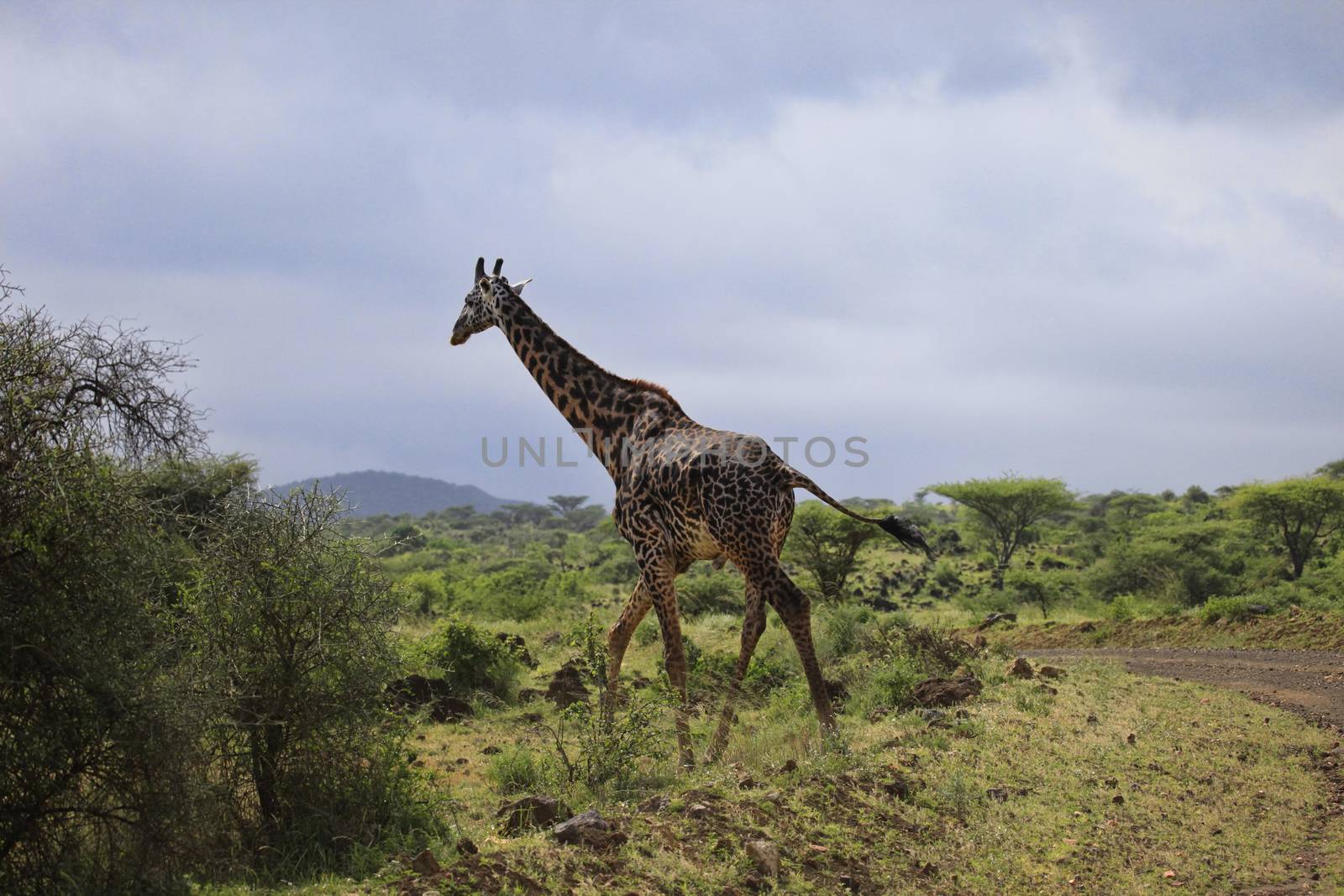 Free Giraffe in Tsavo National Park in Kenya