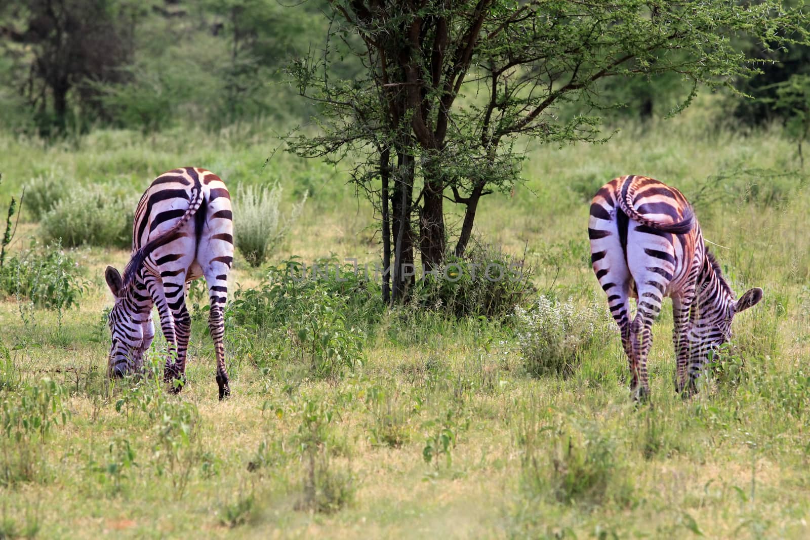 Zebras herd on savanna. Amboseli national park in Kenia