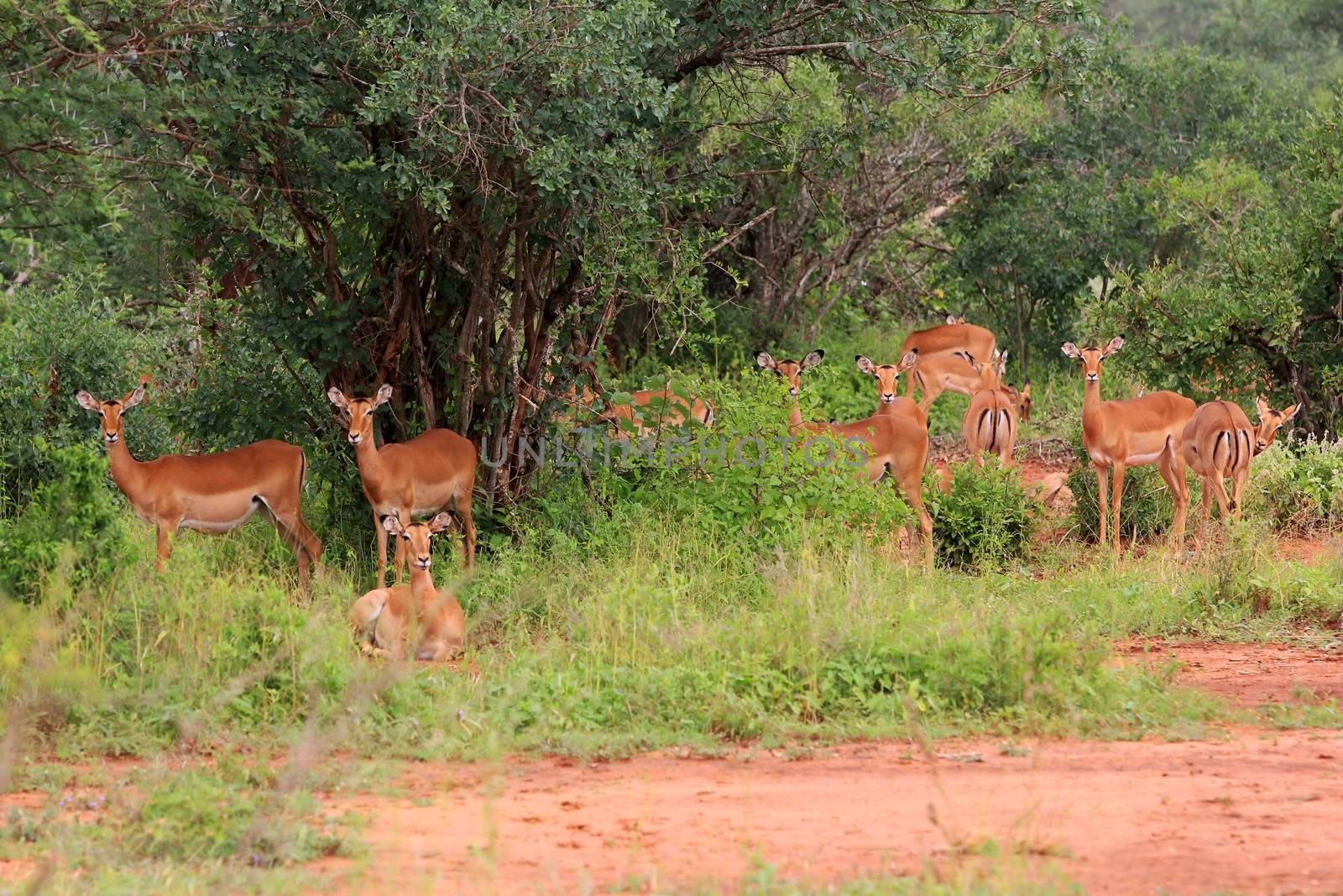 Antelope Impala (Aepyceros melampus). Tsavo East National Park