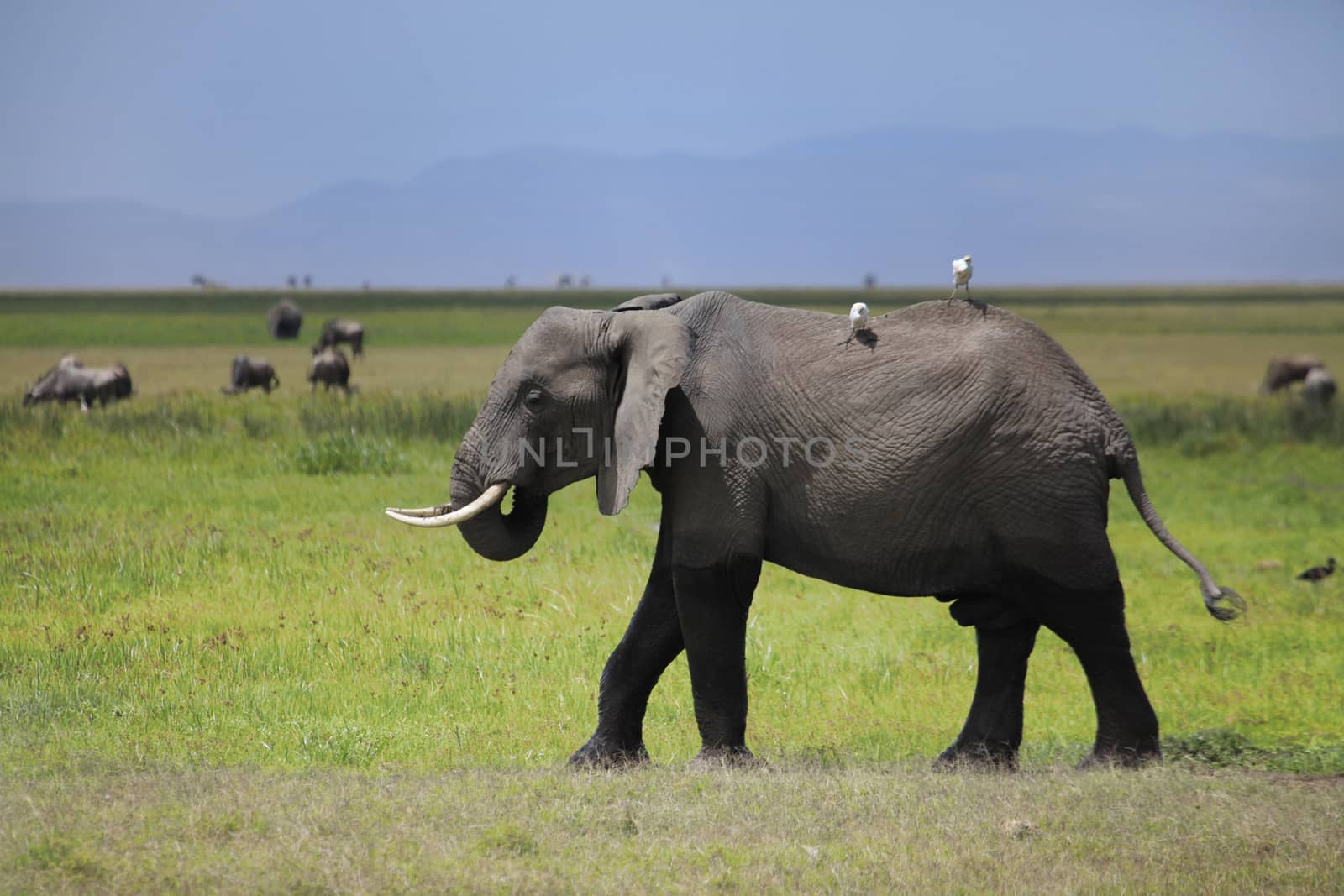 Elephants in Amboseli national park in Kenia