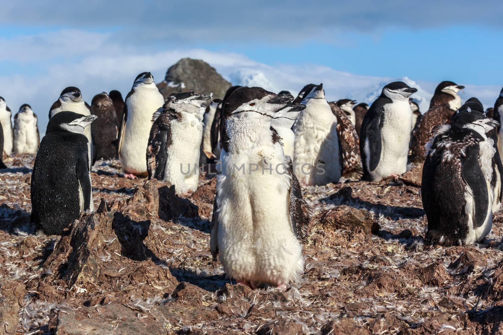 1y old chinstrap chick penguin standing among his colony members gathered on the rocks, Half Moon Island, Antarctic