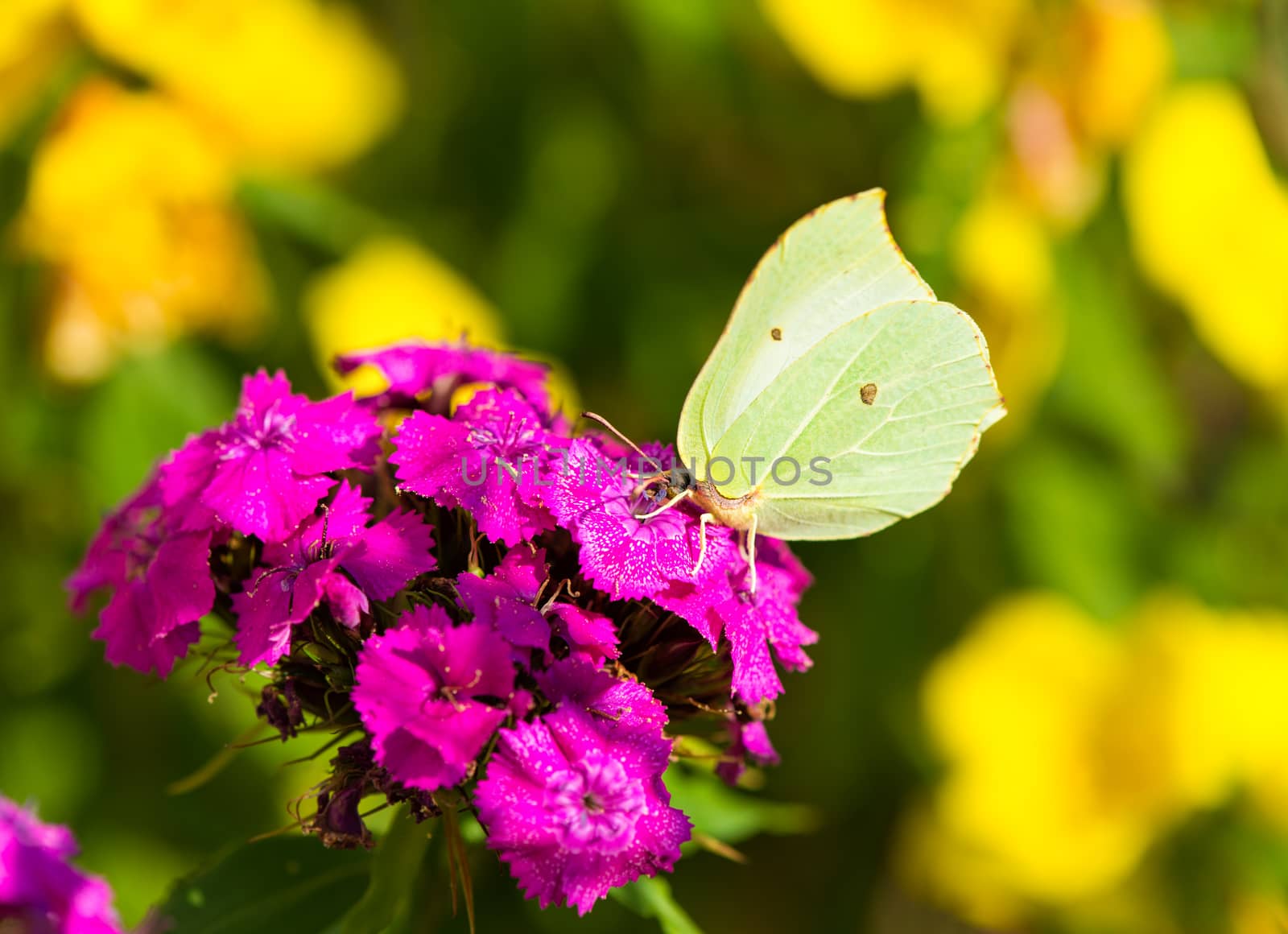 Brimstone butterfly on pink flower. Gonepteryx rhamni