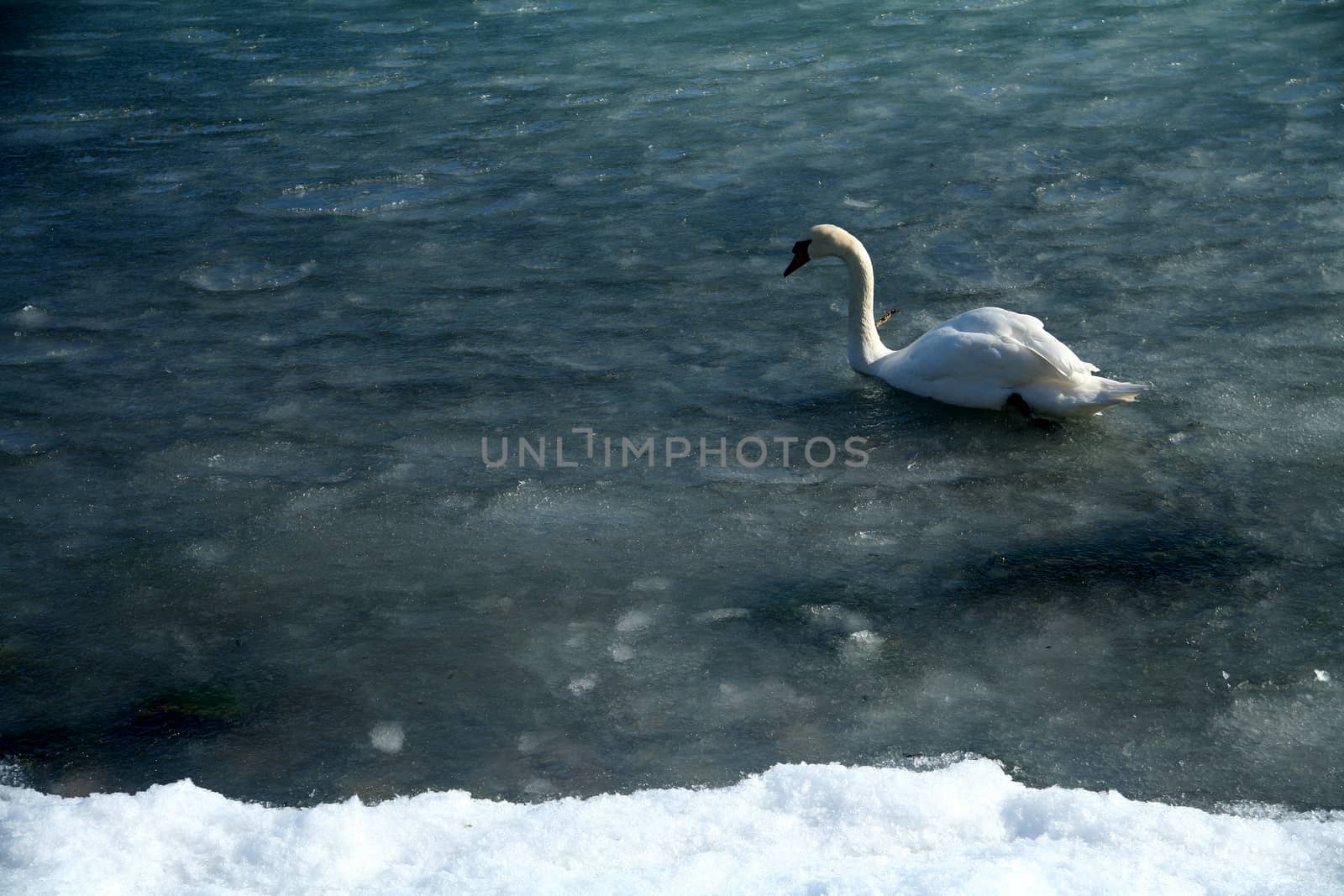ice on the sea in denmark with a swan swimming 