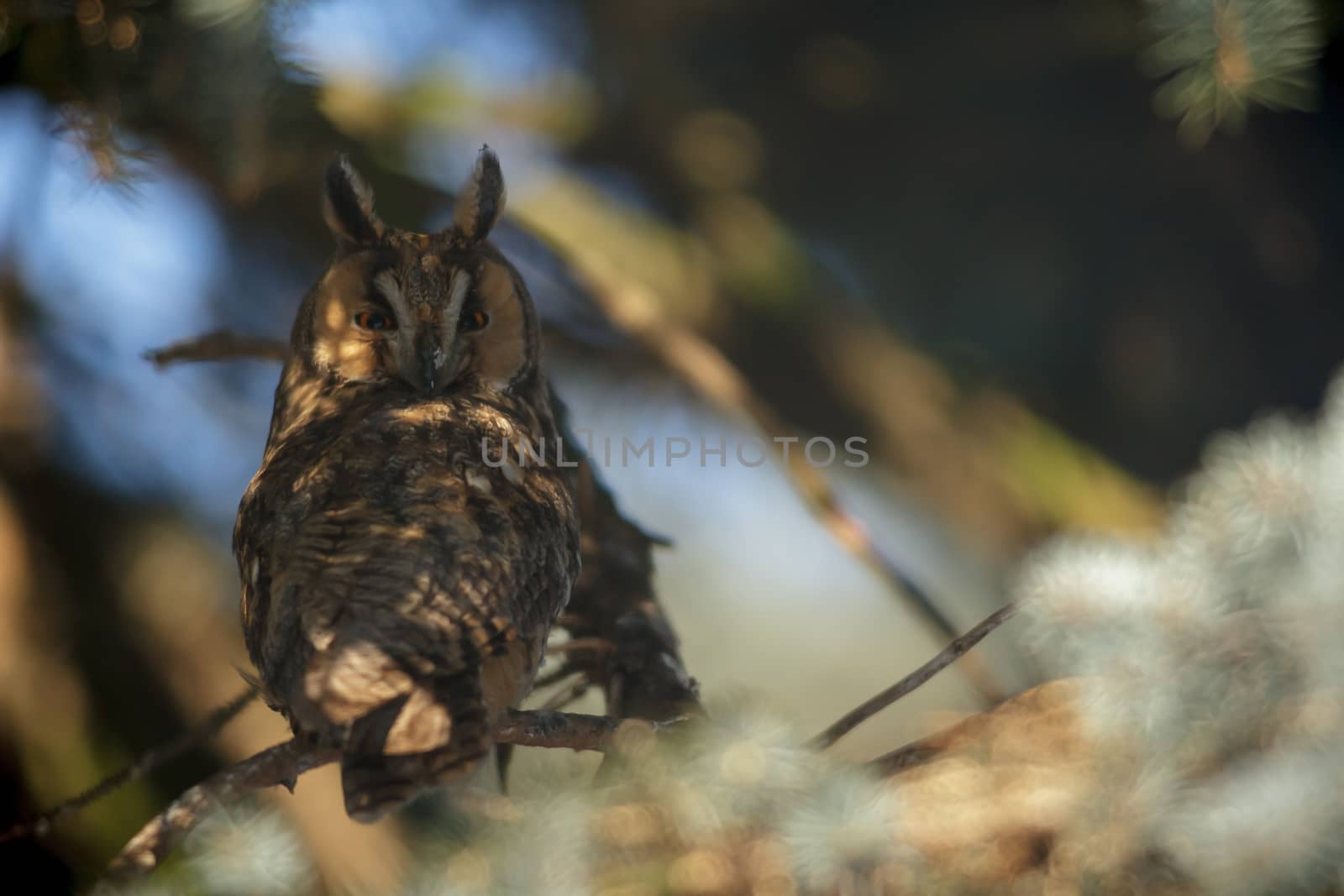 beautiful owl in the wild, nature series