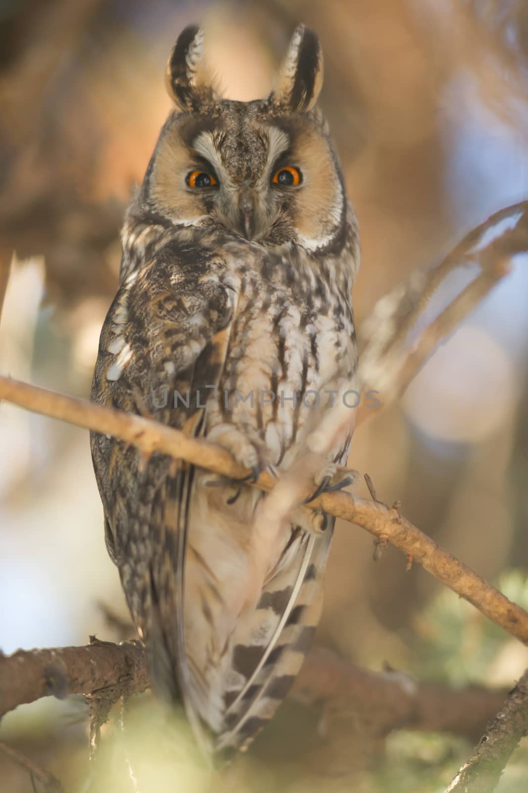 beautiful owl in the wild, nature series