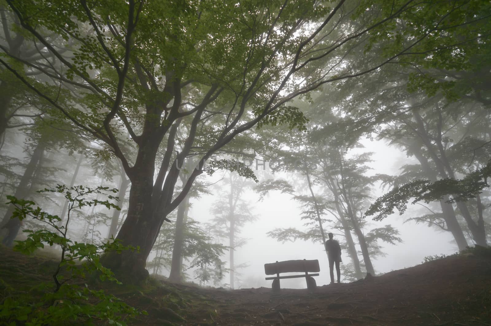 person walking outdoor, person in nature, nature series