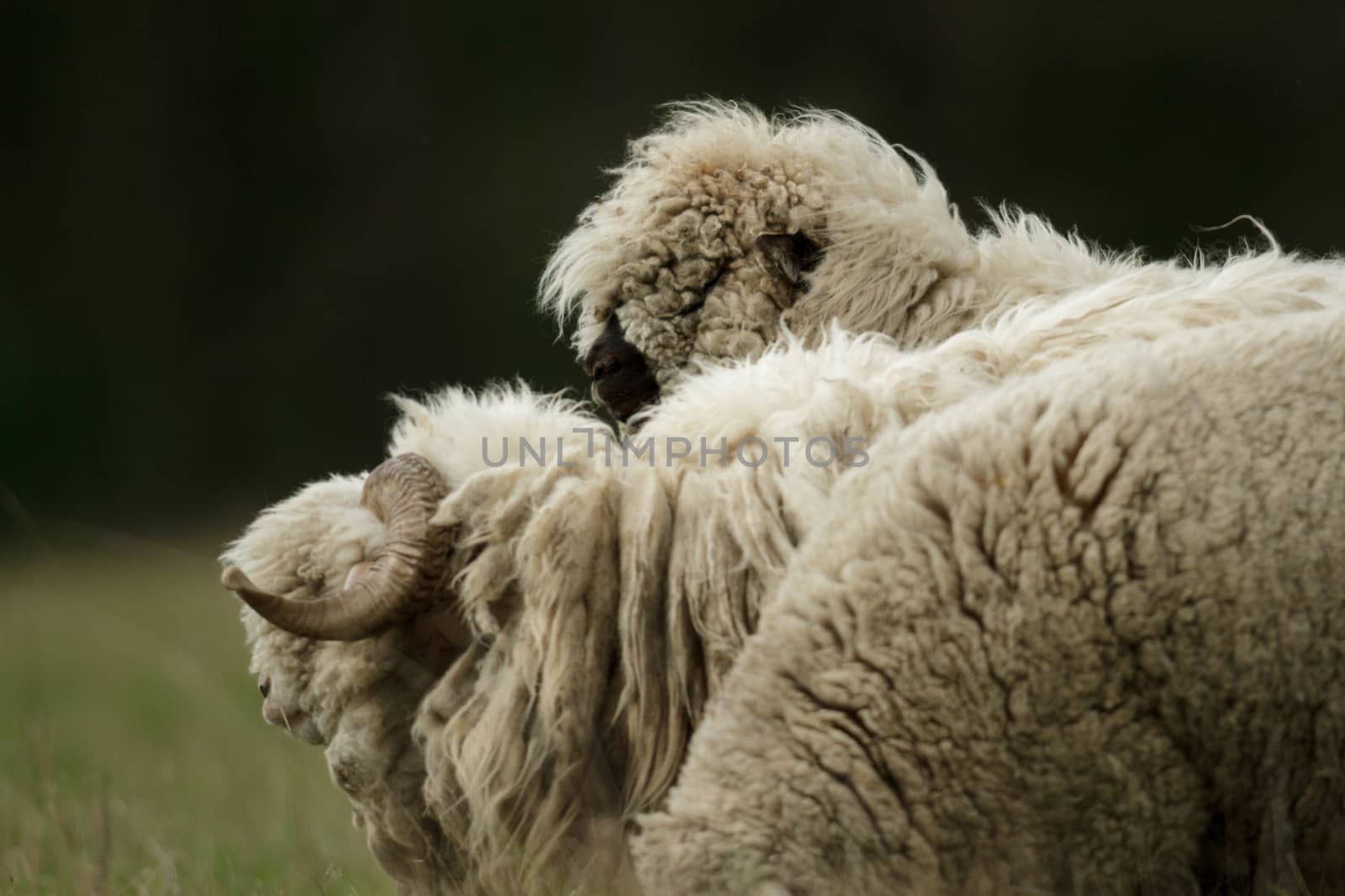 sheep on grass with blue sky, some looking at the camera