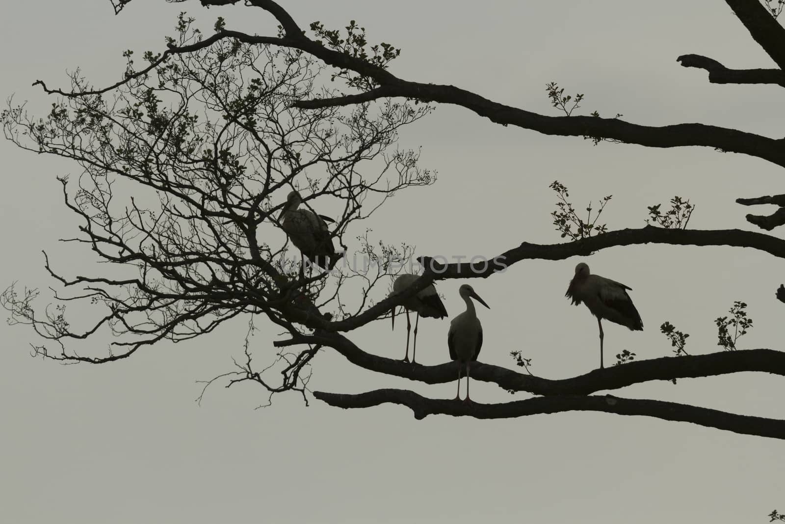 storks on green grass in sunny day, nature series
