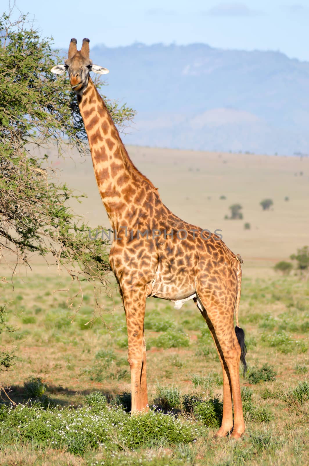 Isolated giraffe pulling tongue in Tsavo West Park in Kenya