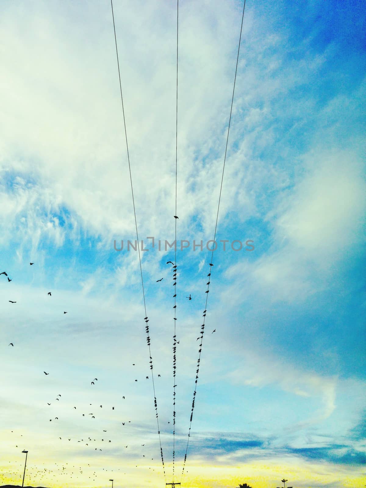 Birds on an Electric Wire by MARphoto