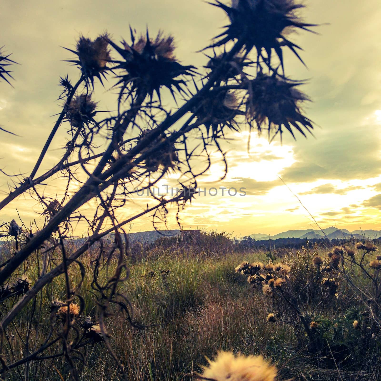 Closeup of Flowers on a Cloudy Day by MARphoto