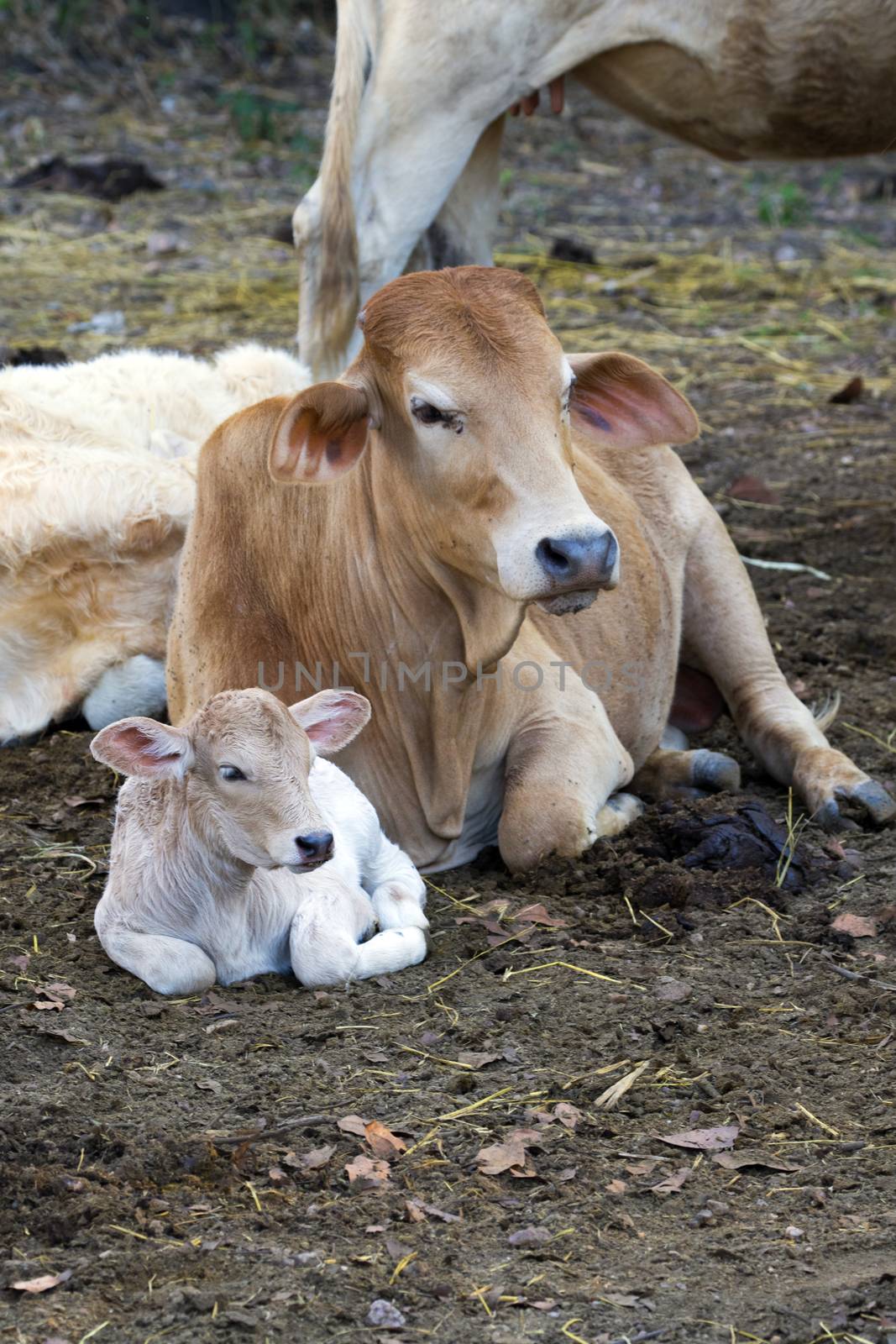 Image of a cow relax on nature background. Farm Animam.