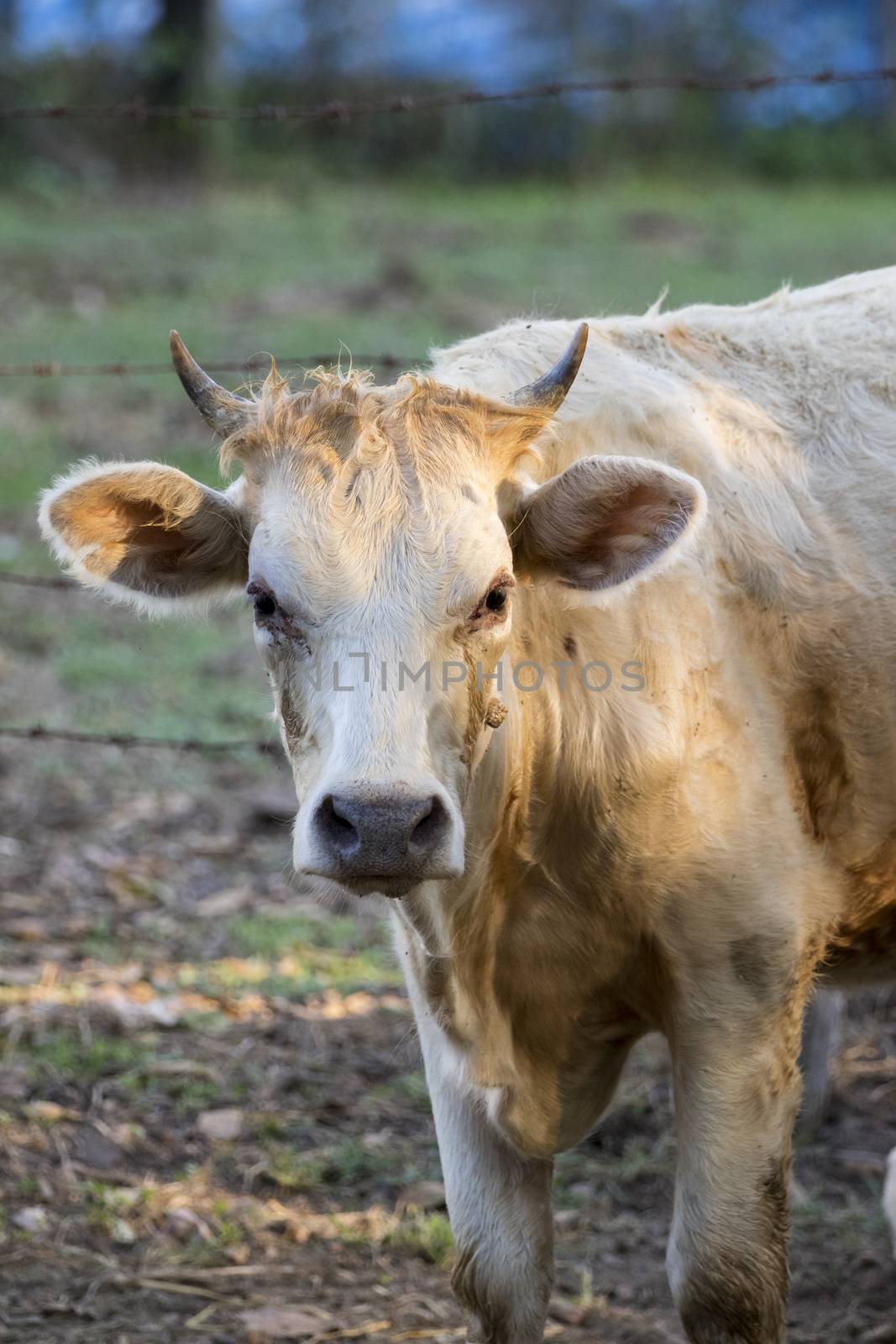 Image of brown cow on nature background. Farm Animam.