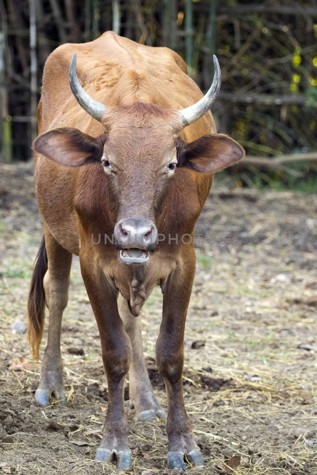 Image of brown cow on nature background. Farm Animam.