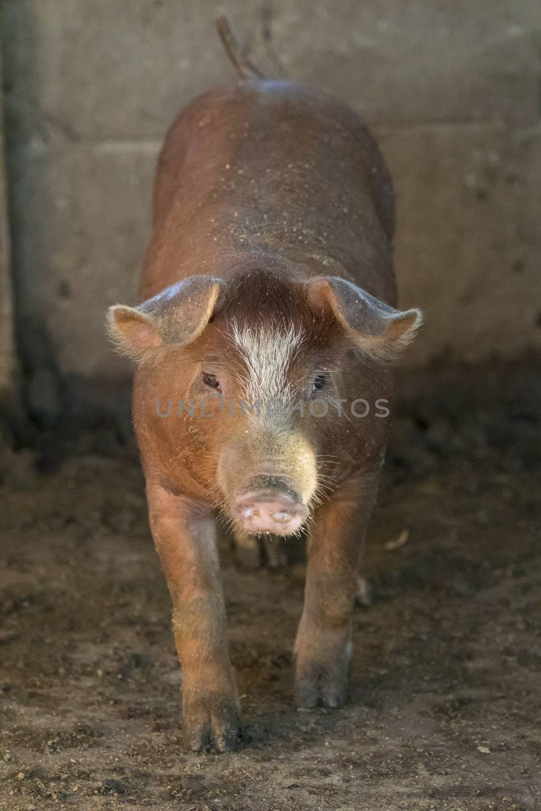 Image of small pig in the farm. Farm Animam.