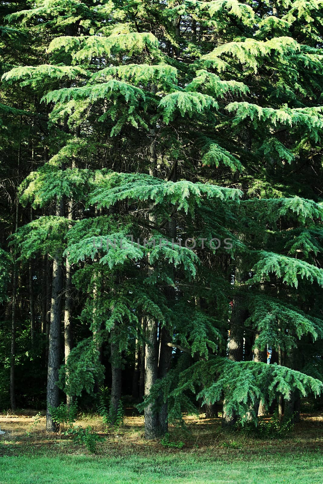 Trees Growing In Forest.