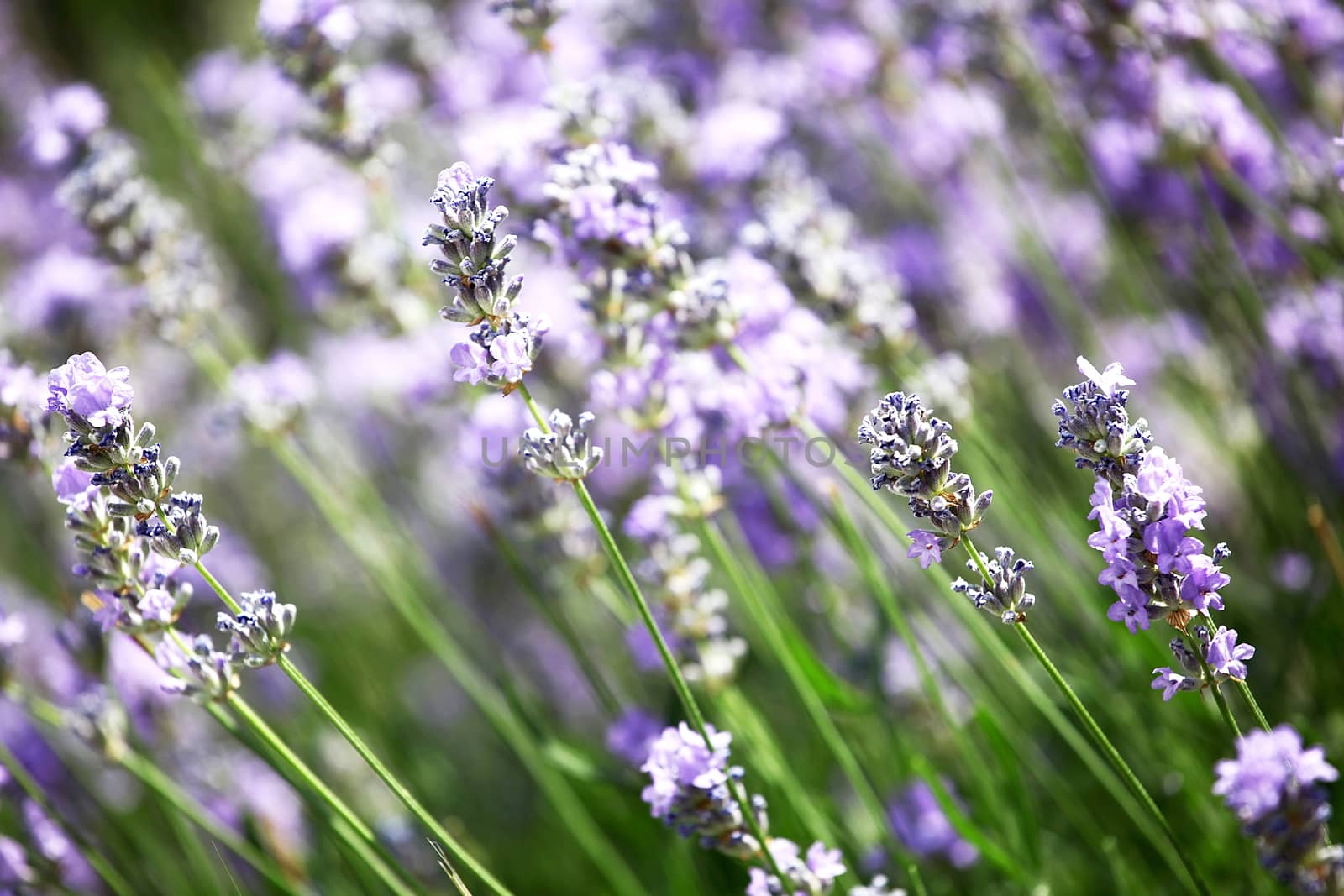 Lavender field.