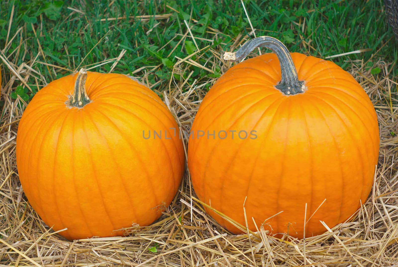 two colorful orange pumpkins for halloween or thanksgiving outside on straw