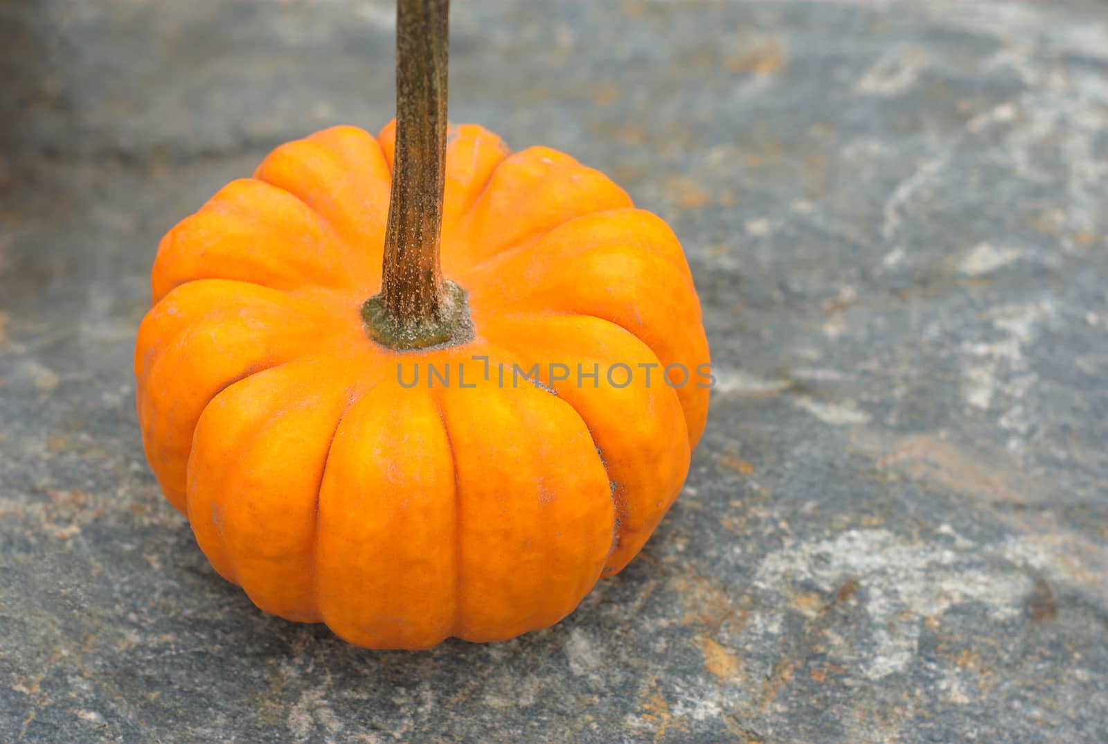 halloween decoration mini pumpkin on gray background for thanksgiving by jacquesdurocher