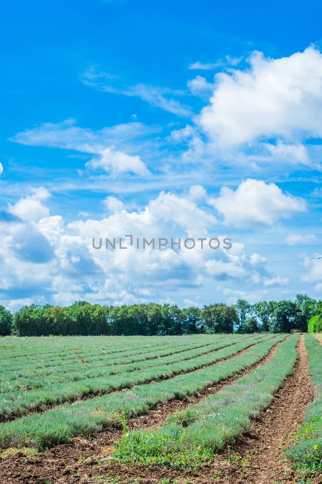 field of grass on a background of blue perfect sky with clouds and green trees