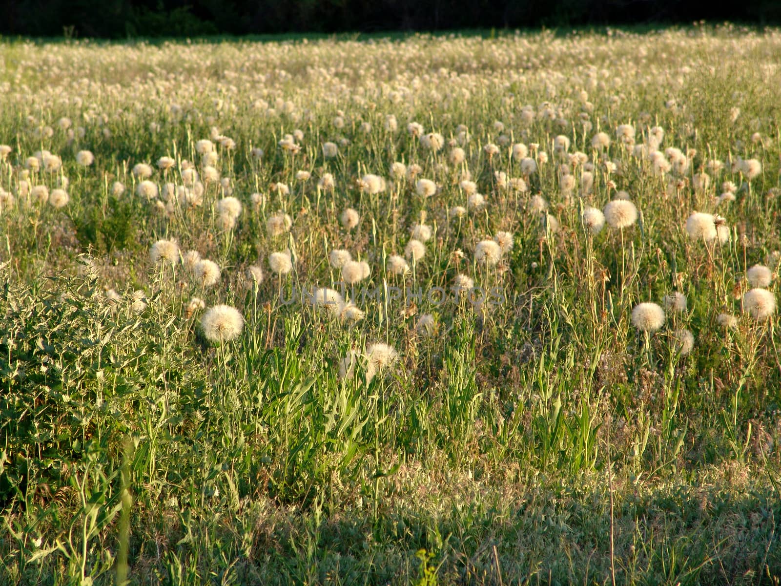 a field of dandelions by elena_vz