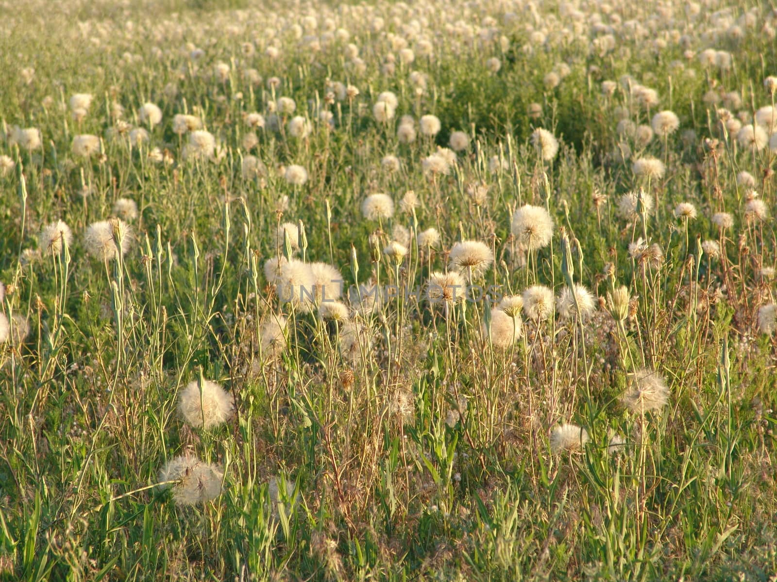 a field of dandelions