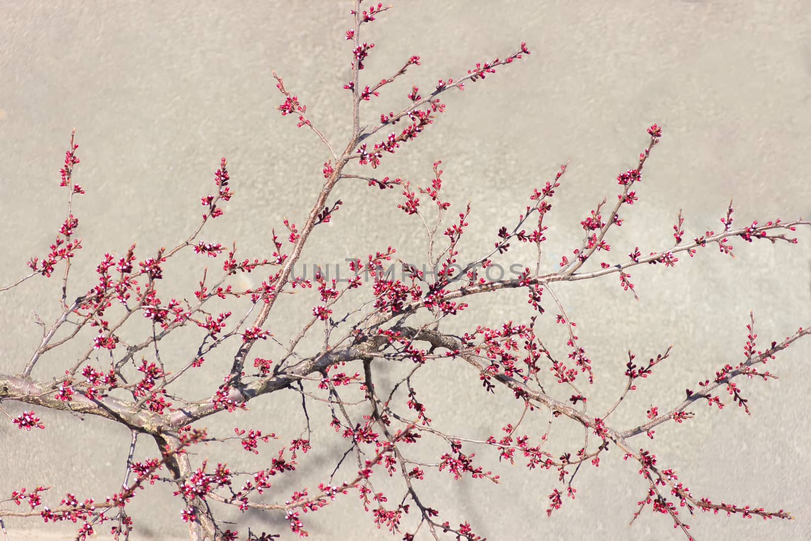 Branch of a apricot at the beginning of flowering by anmbph