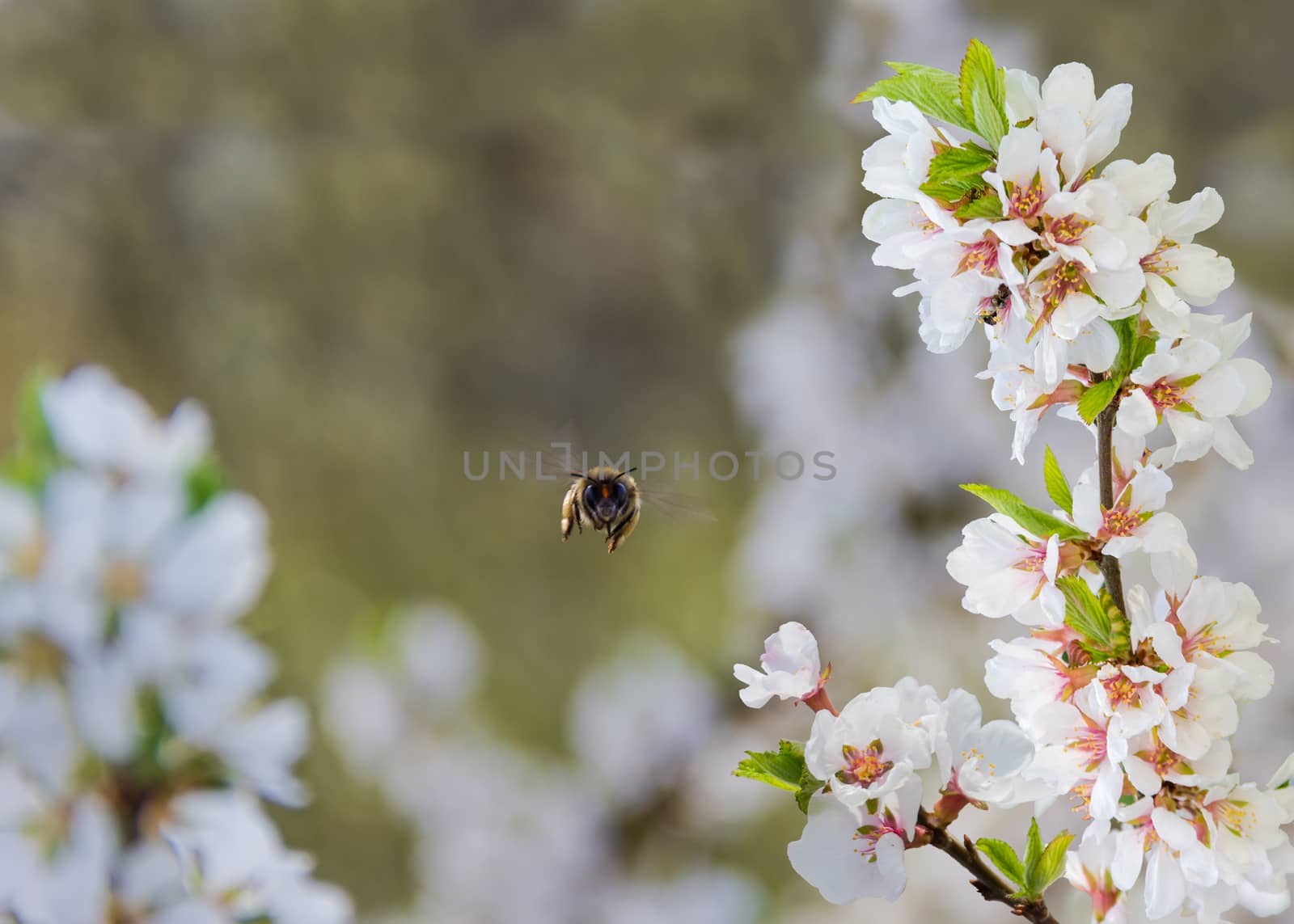 Flowering branches of cherry and a honey bee in flight by anmbph