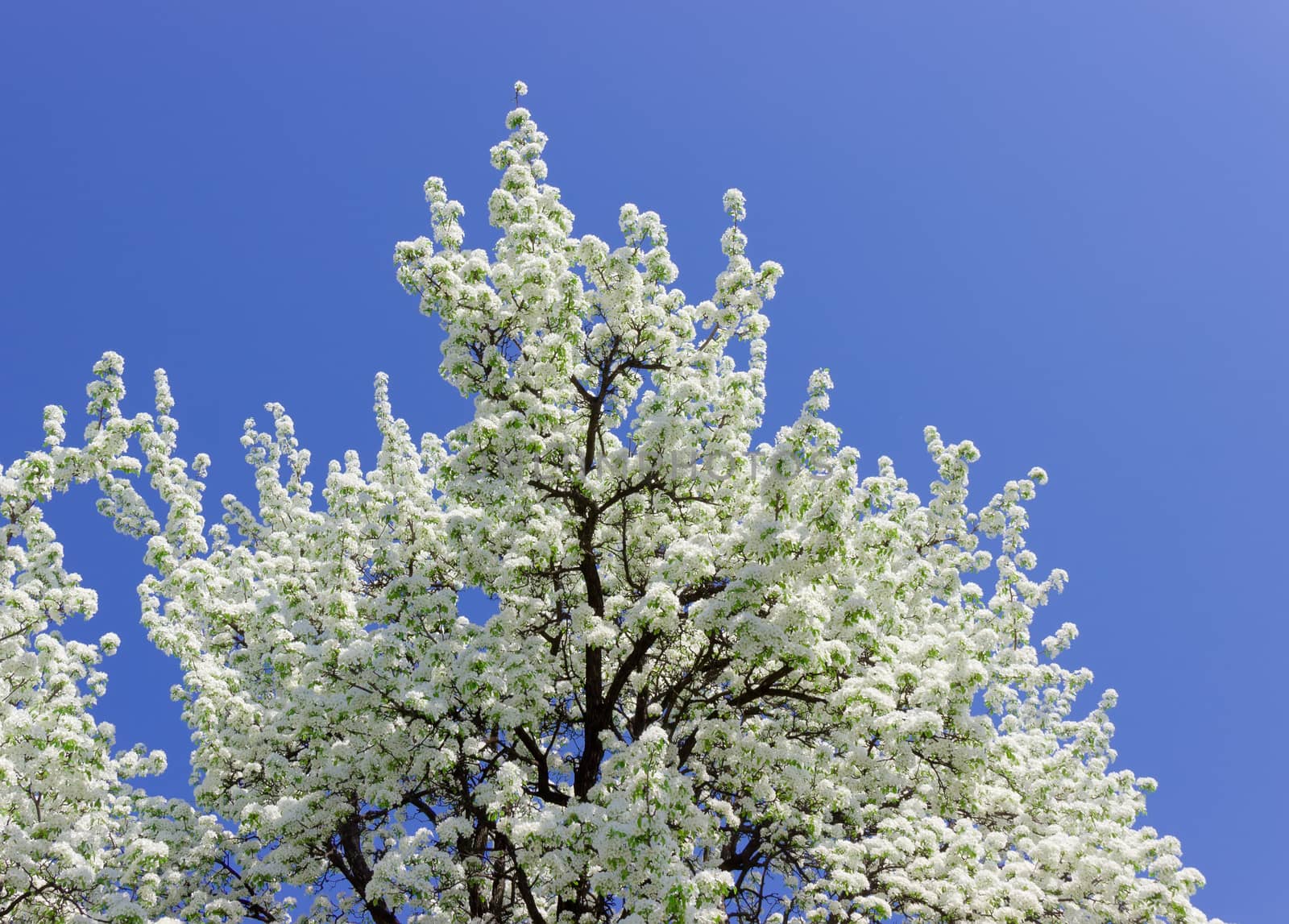 Flowering pear against the sky by anmbph