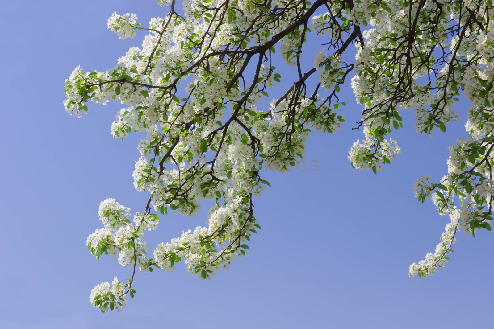 Flowering branches of old pear tree against the sky
