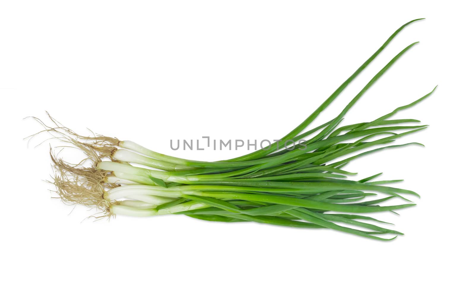 Bundle of a green onion with roots on a light background
