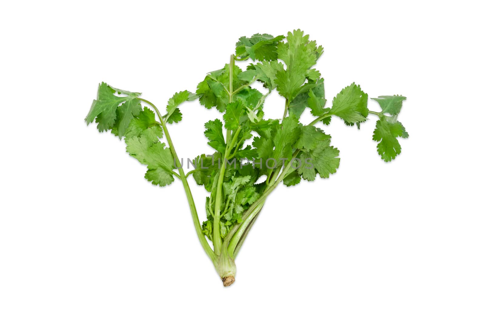 Stem of fresh green coriander on a light background
