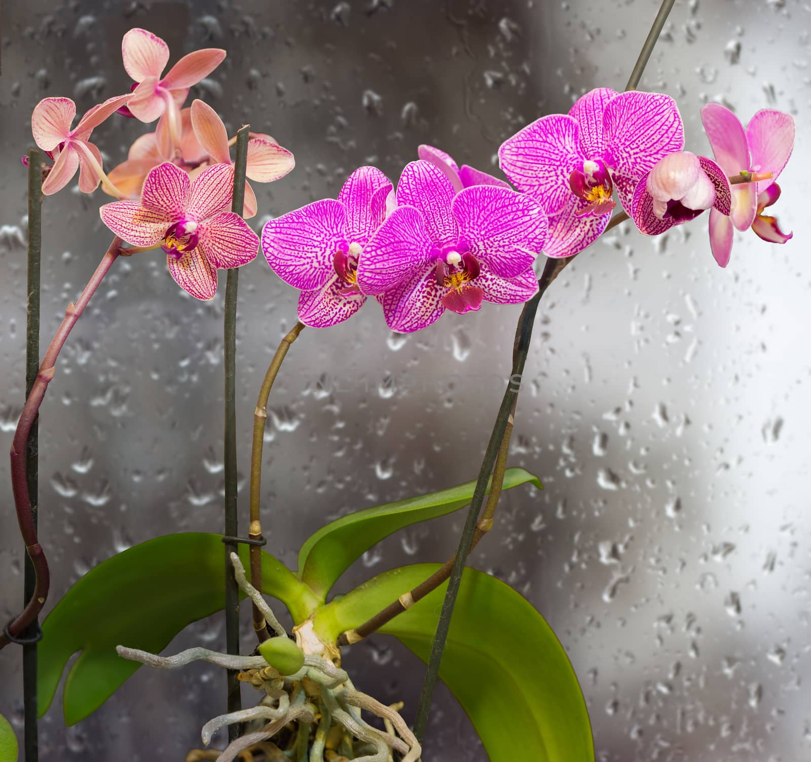 Stems with orchid flowers on a background window with raindrops by anmbph