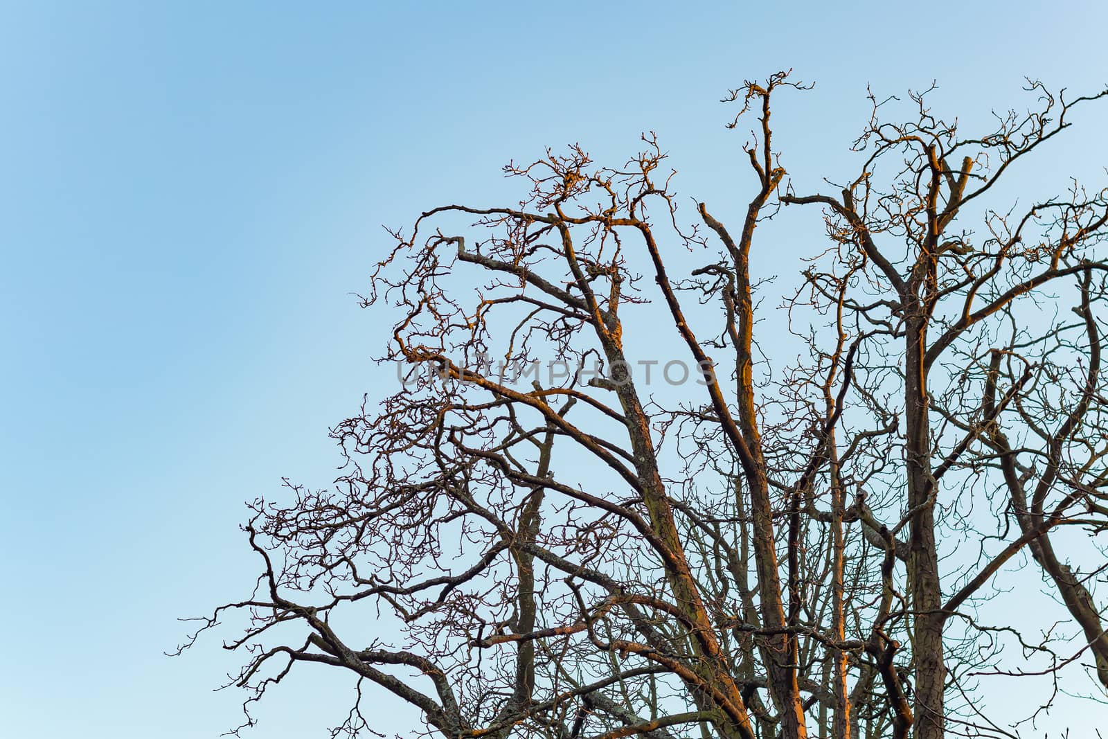 Tree branches isolated in blue sky by noimagination