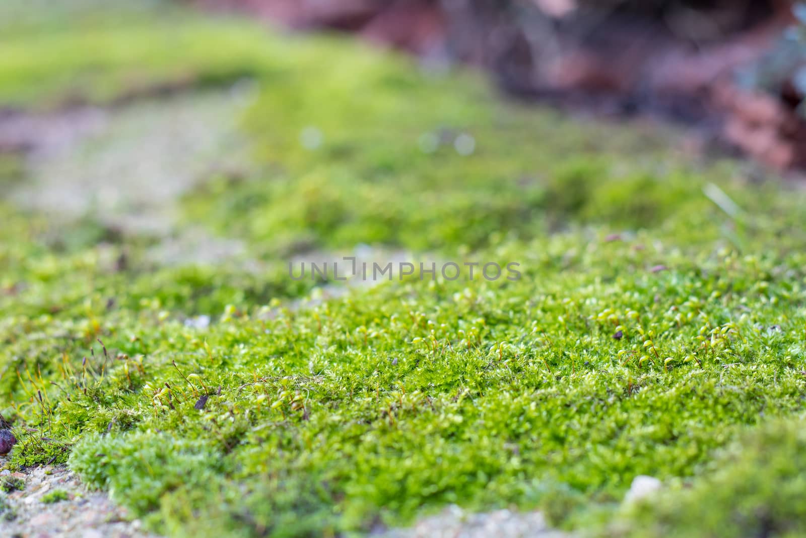 A rock full of moss by noimagination