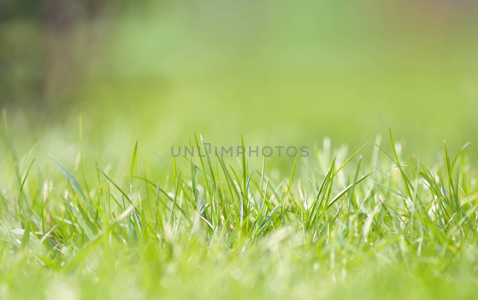 Defocused grass on field in spring time