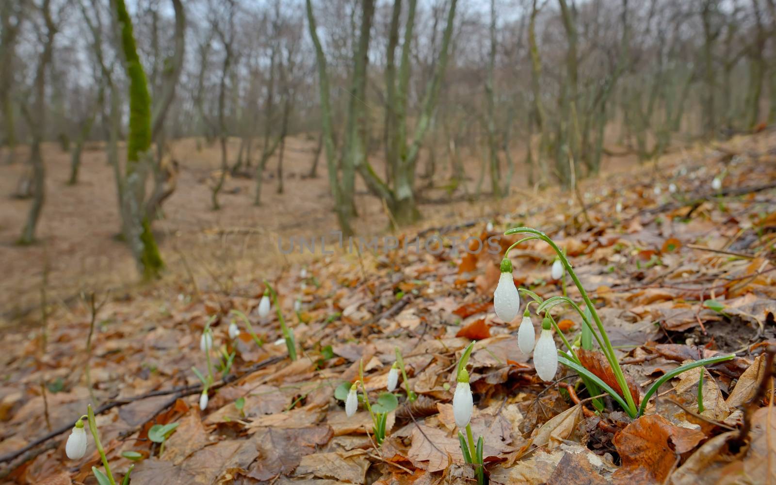 Snowdrops with dew drops  in forest