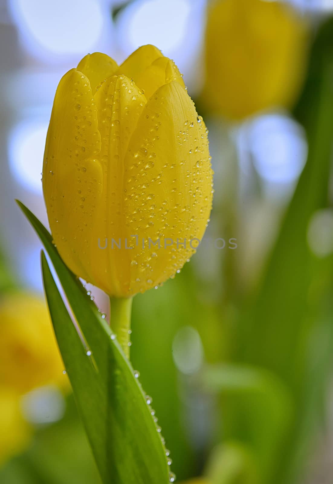 Yellow tulip with dew drops in spring time