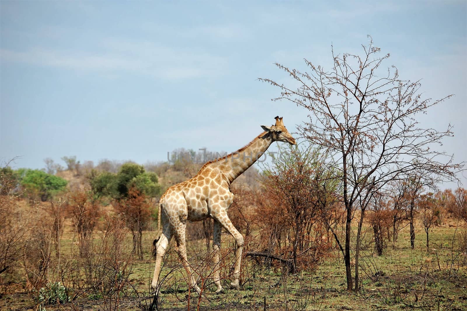 Magnificent African giraffe with long neck by chrisga