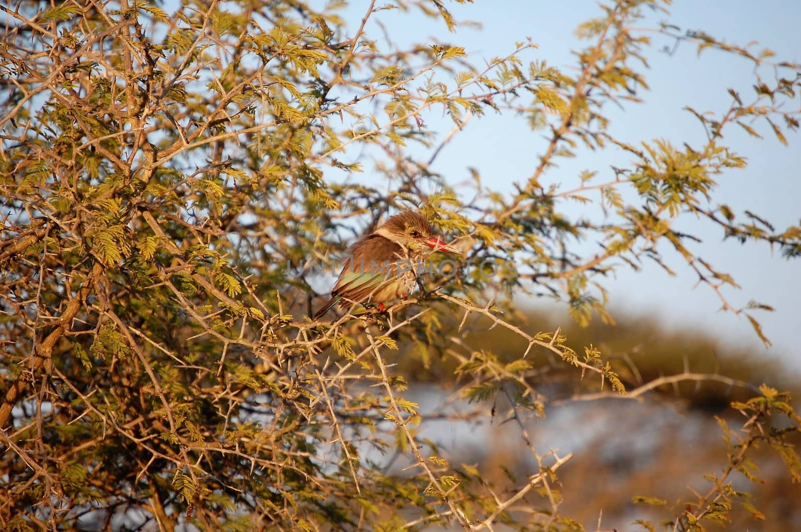 Brown Hooded Kingfisher bird sitting in a tree by chrisga