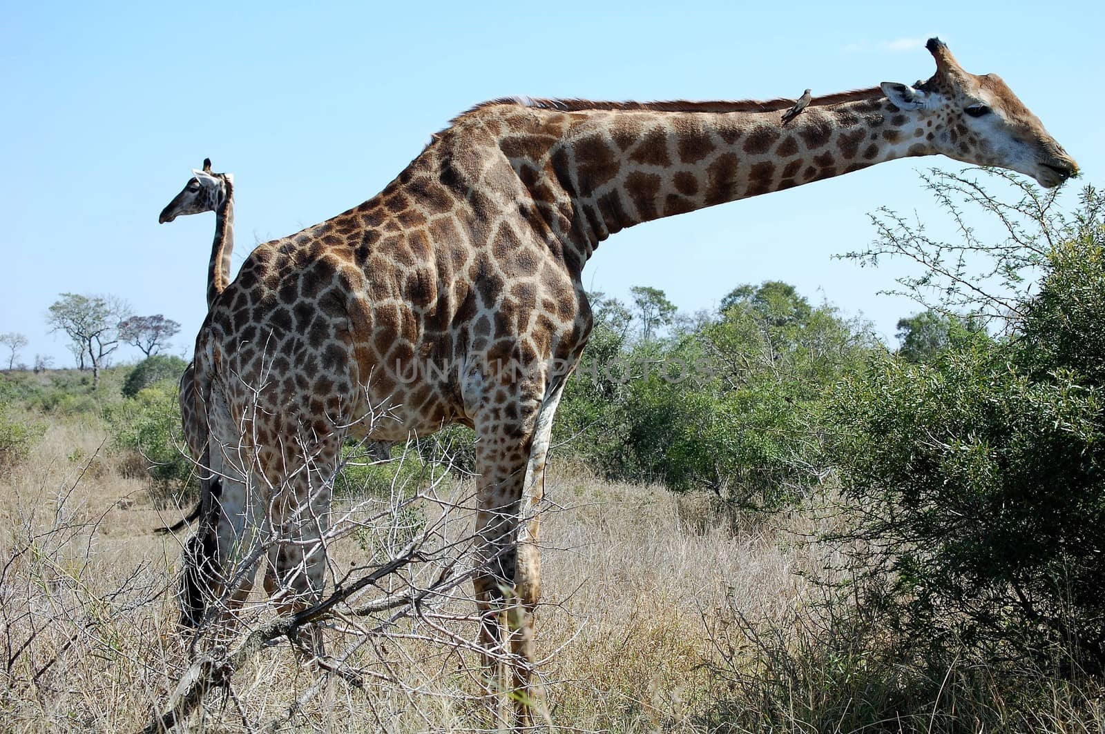 Magnificent African giraffe with long neck by chrisga