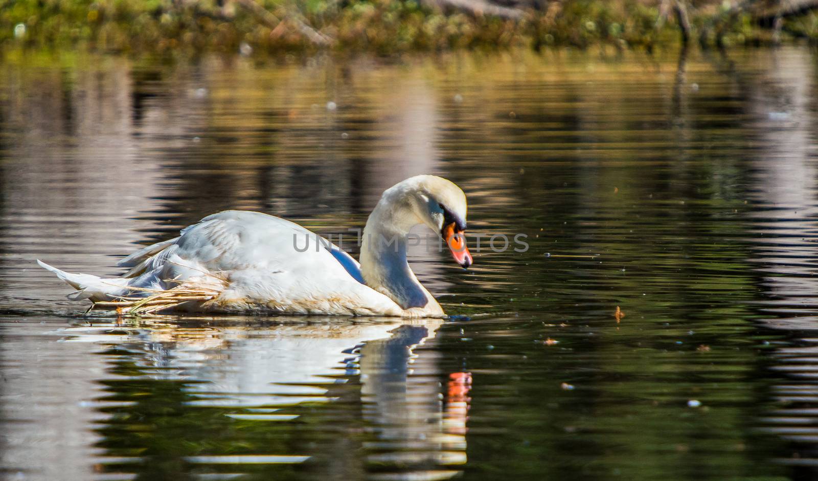 The swan and his lake