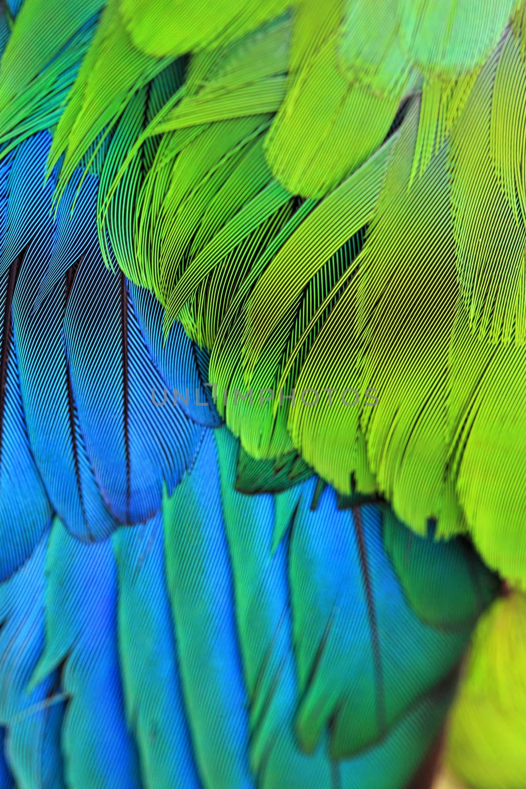 Bird Plumage feathers by lovleah