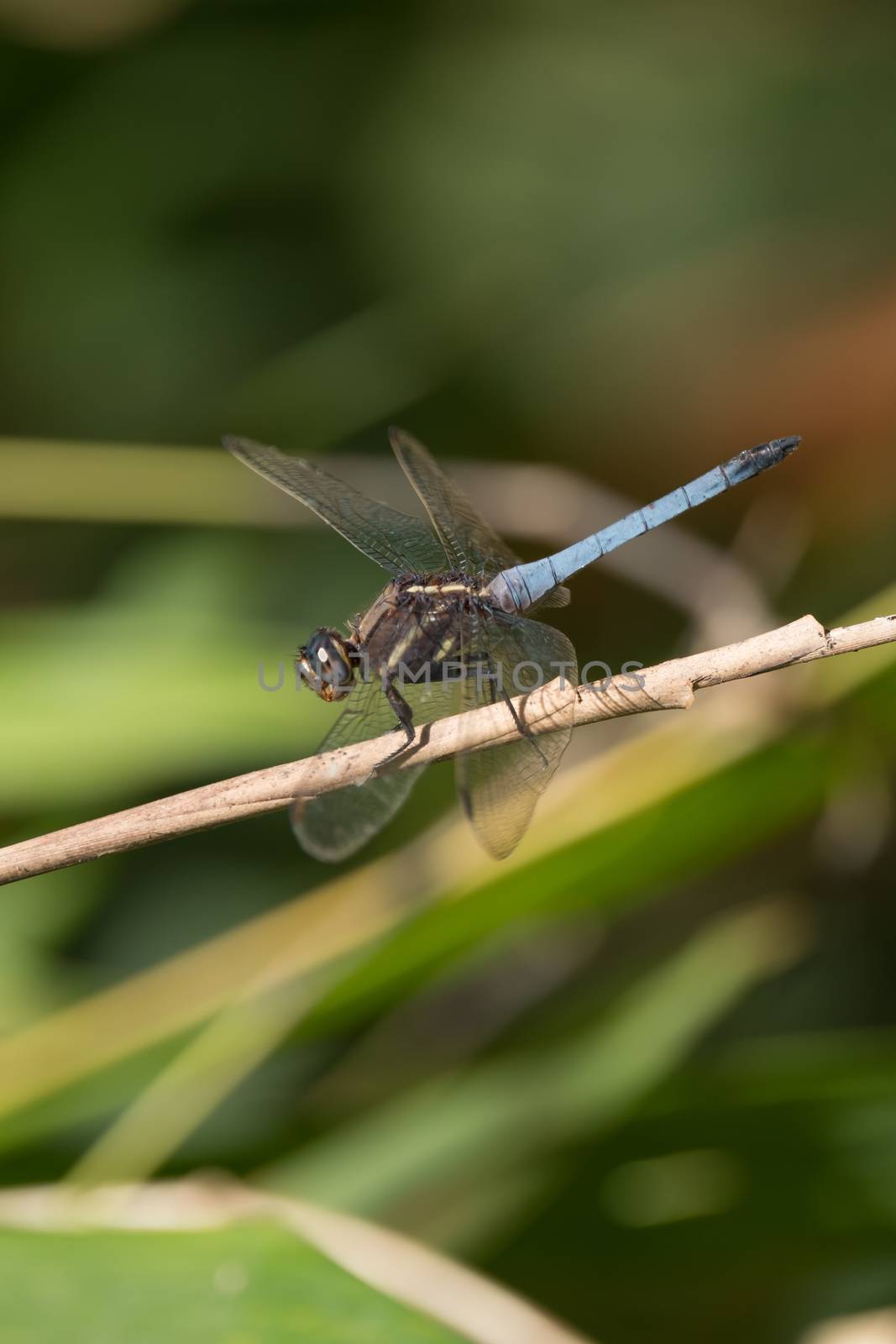 Dragonfly perched on a branch