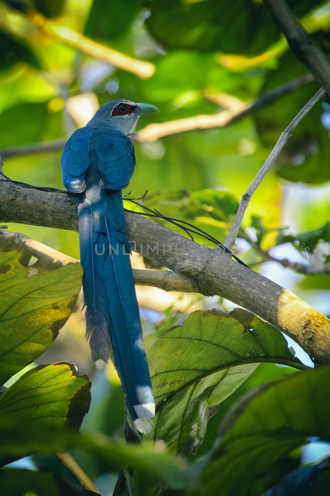 Image of bird perched on a tree branch. (Green-billed Malkoha, Phaenicophaeus tristis) Wild Animals.