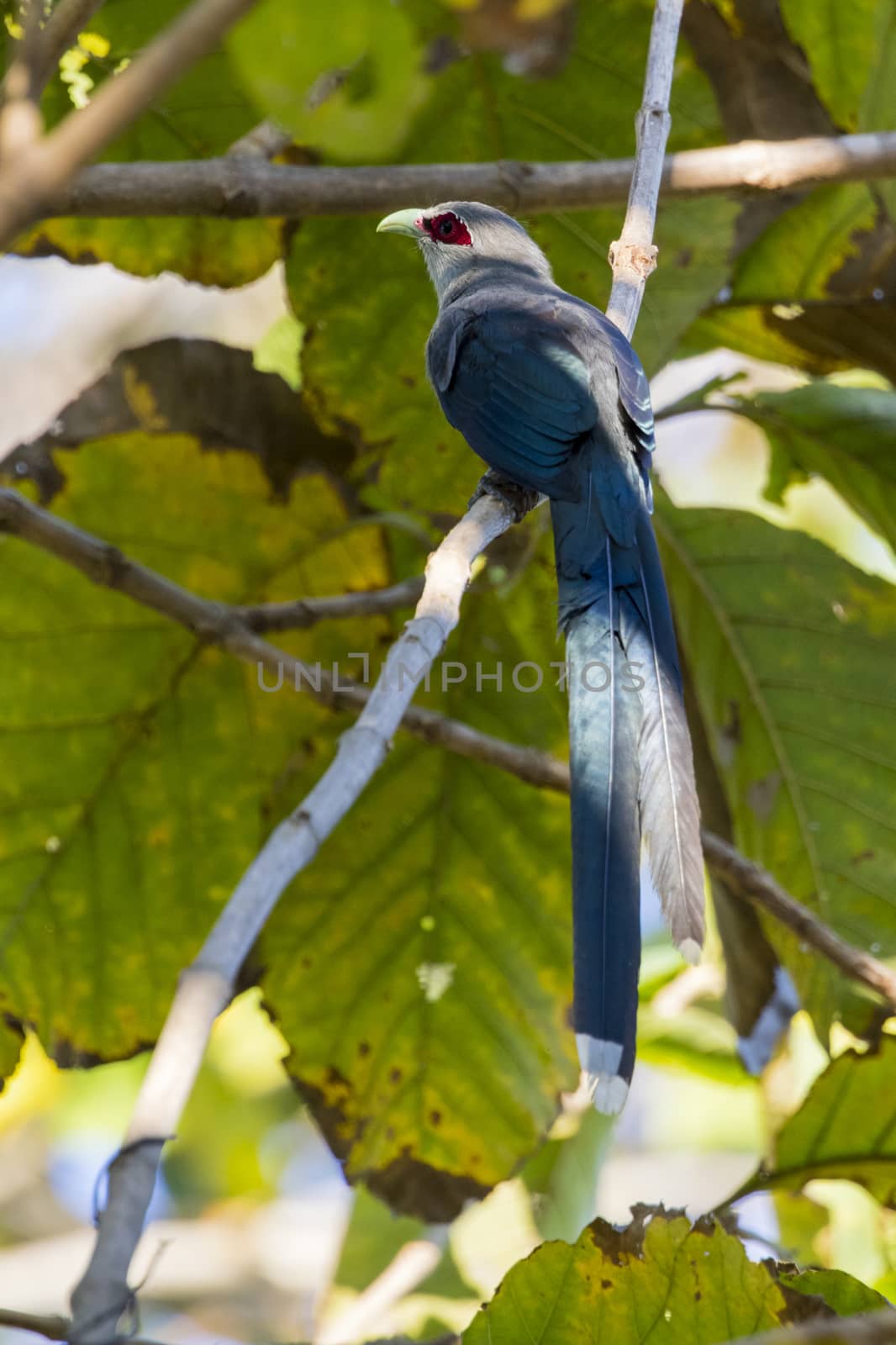 Image of bird perched on a tree branch. (Green-billed Malkoha, Phaenicophaeus tristis) Wild Animals.