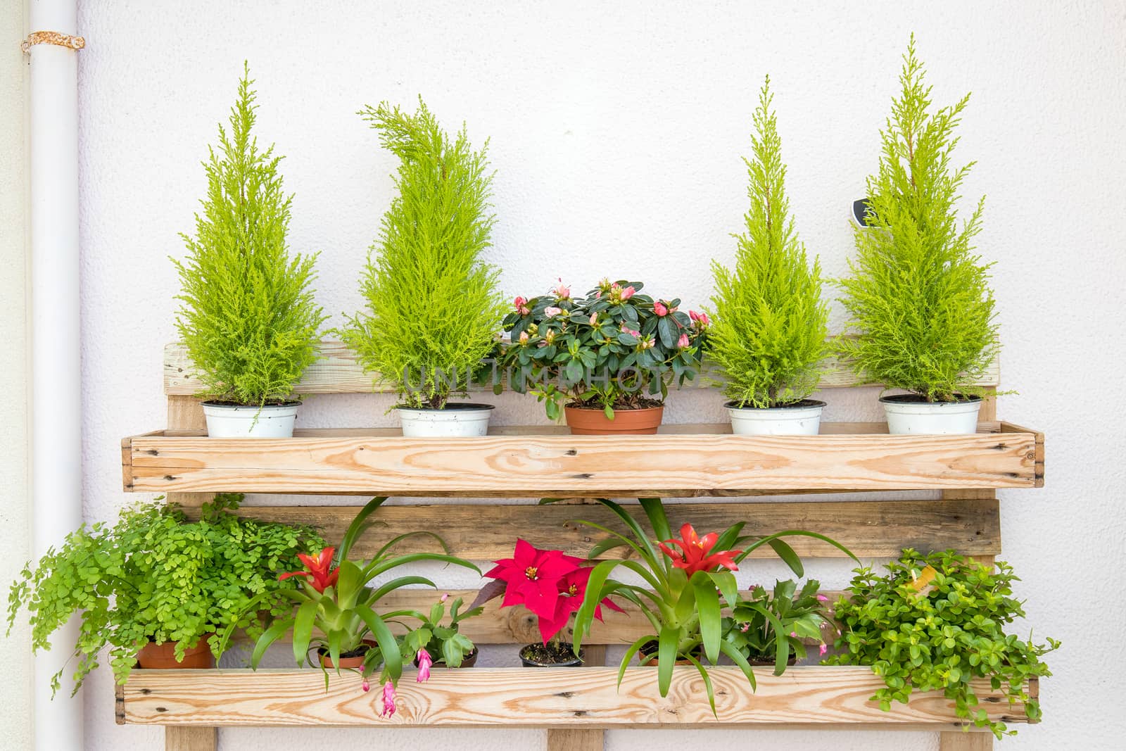 wood shelf with many colorfull flower pots disposed in a beautiful way. 